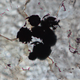 A microscopic image of the globular shape produced by the graphite grains. (Image: Tsuyoshi Komiya, The University of Tokyo).